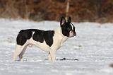 BOULEDOGUE FRANCAIS 980